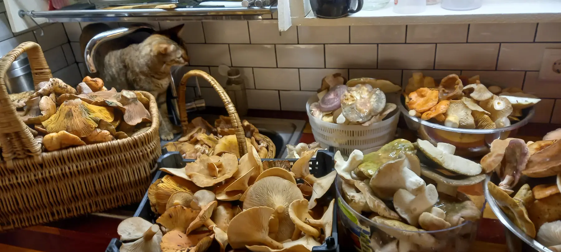 Apanha do dia com vários cestos de cogumelos e um gato